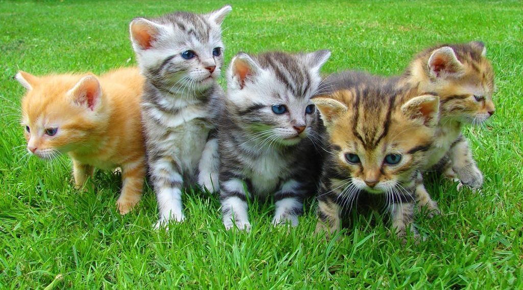 a group of kittens in the grass