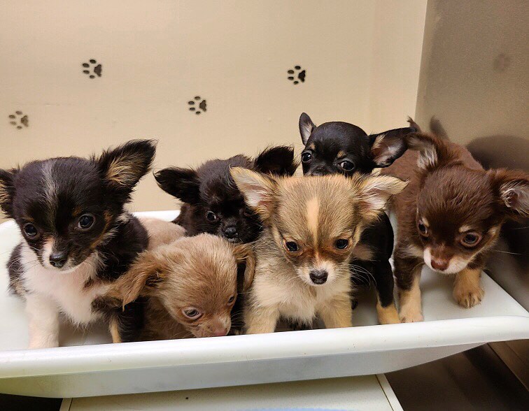 a group of small puppies in a white container