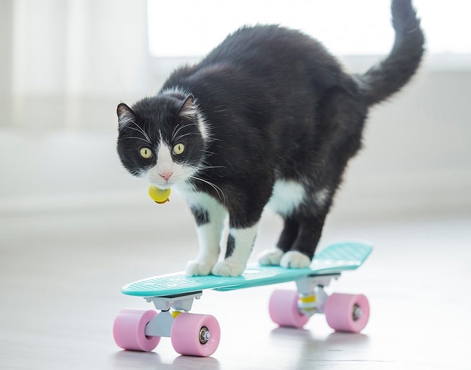 a cat on a skateboard