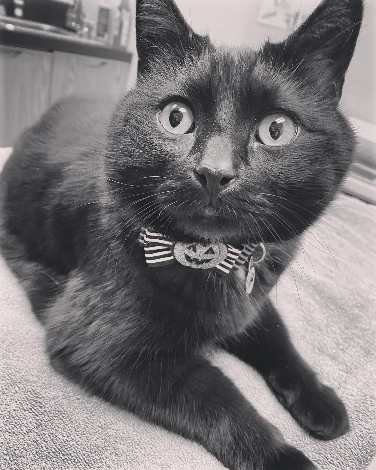 a black cat with a bow tie
