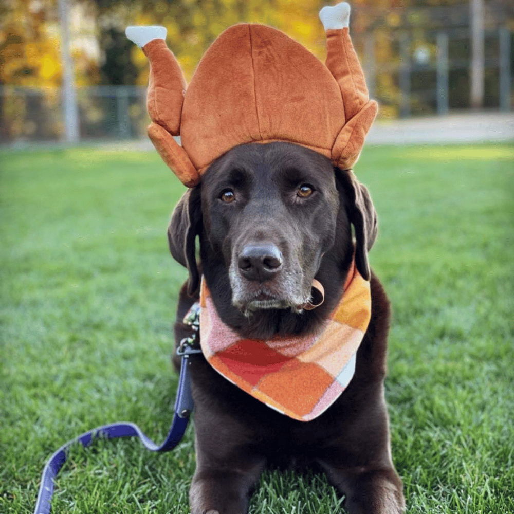 a dog wearing a turkey hat