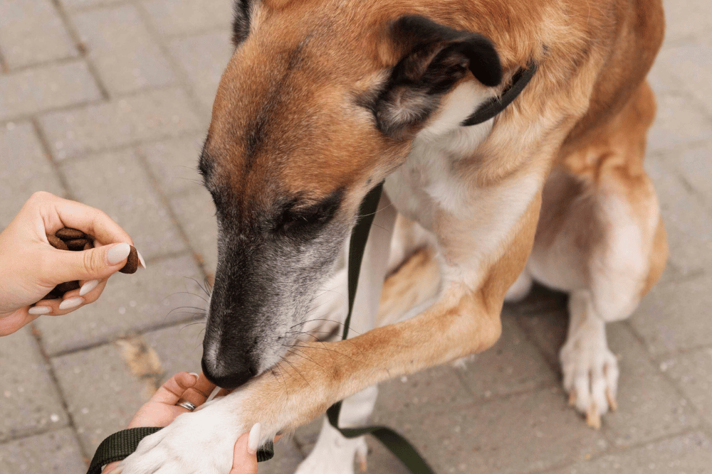 a dog biting a paw of a person