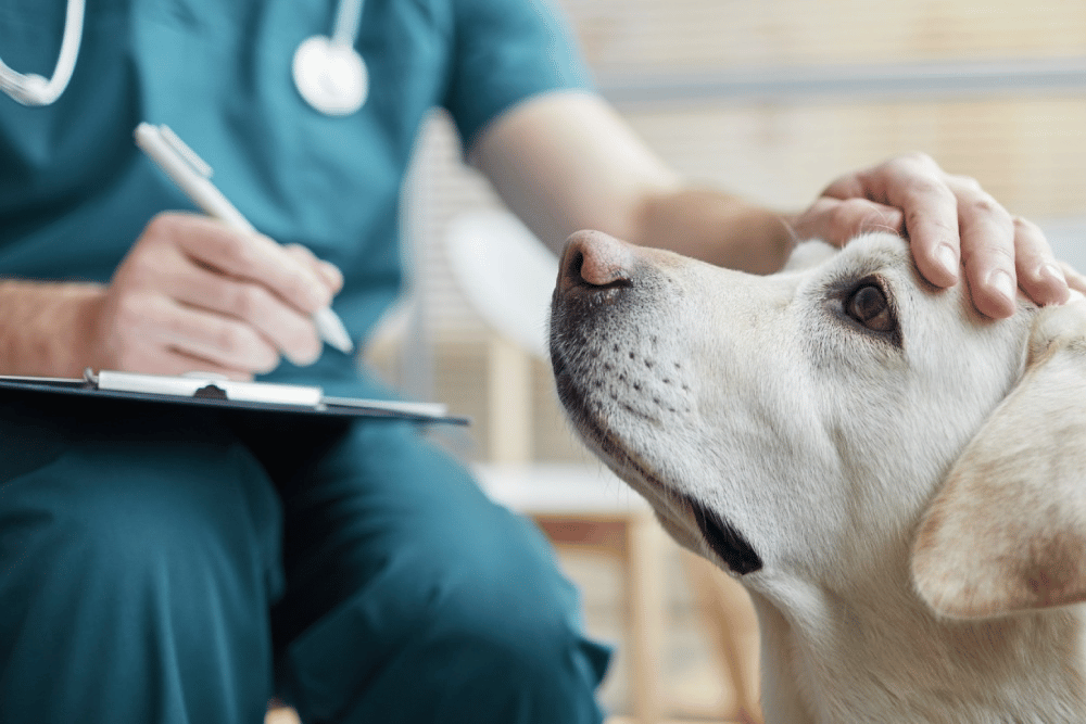 a dog looking at a doctor
