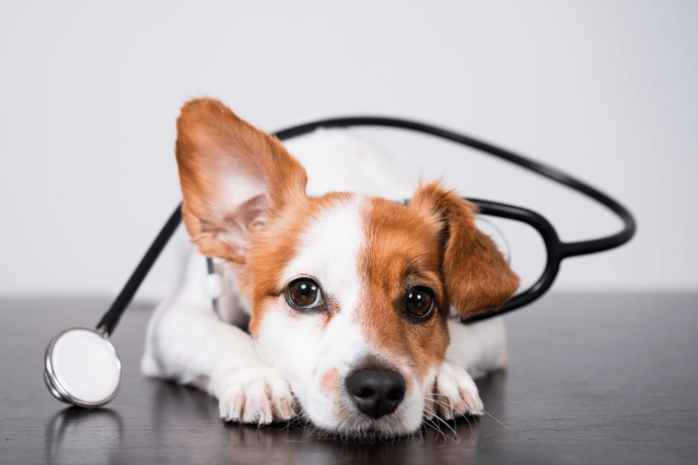 a dog lying on a table with a stethoscope around its neck