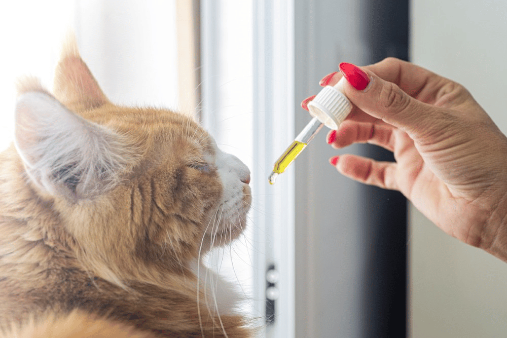 a hand holding a dropper to a cat's face