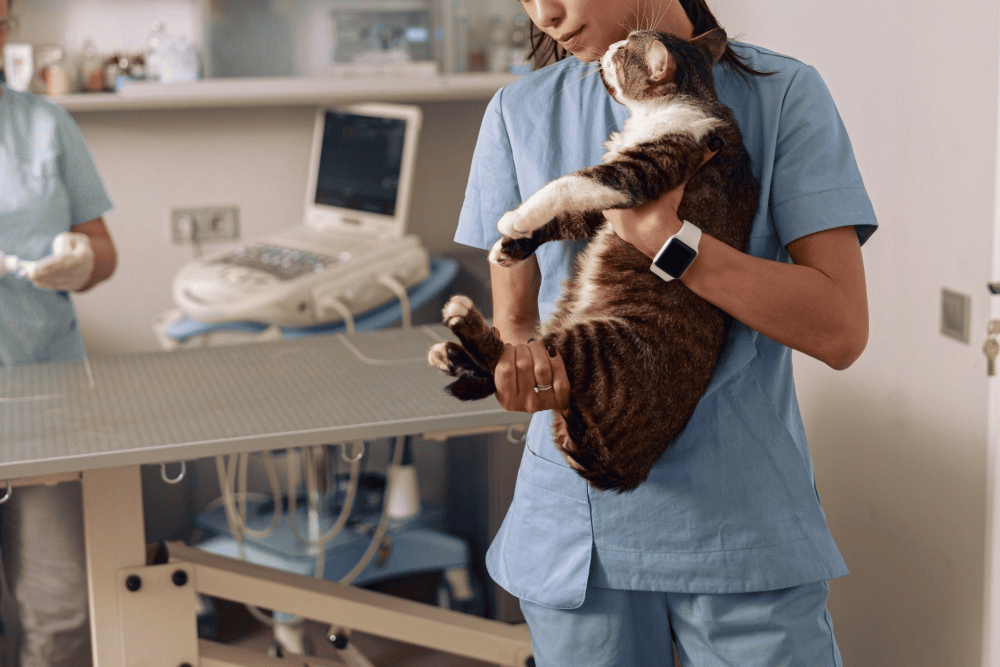 a person in scrubs holding a cat
