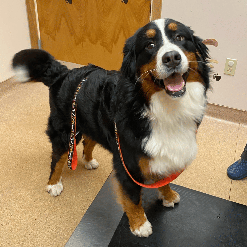 a dog standing in an exam room