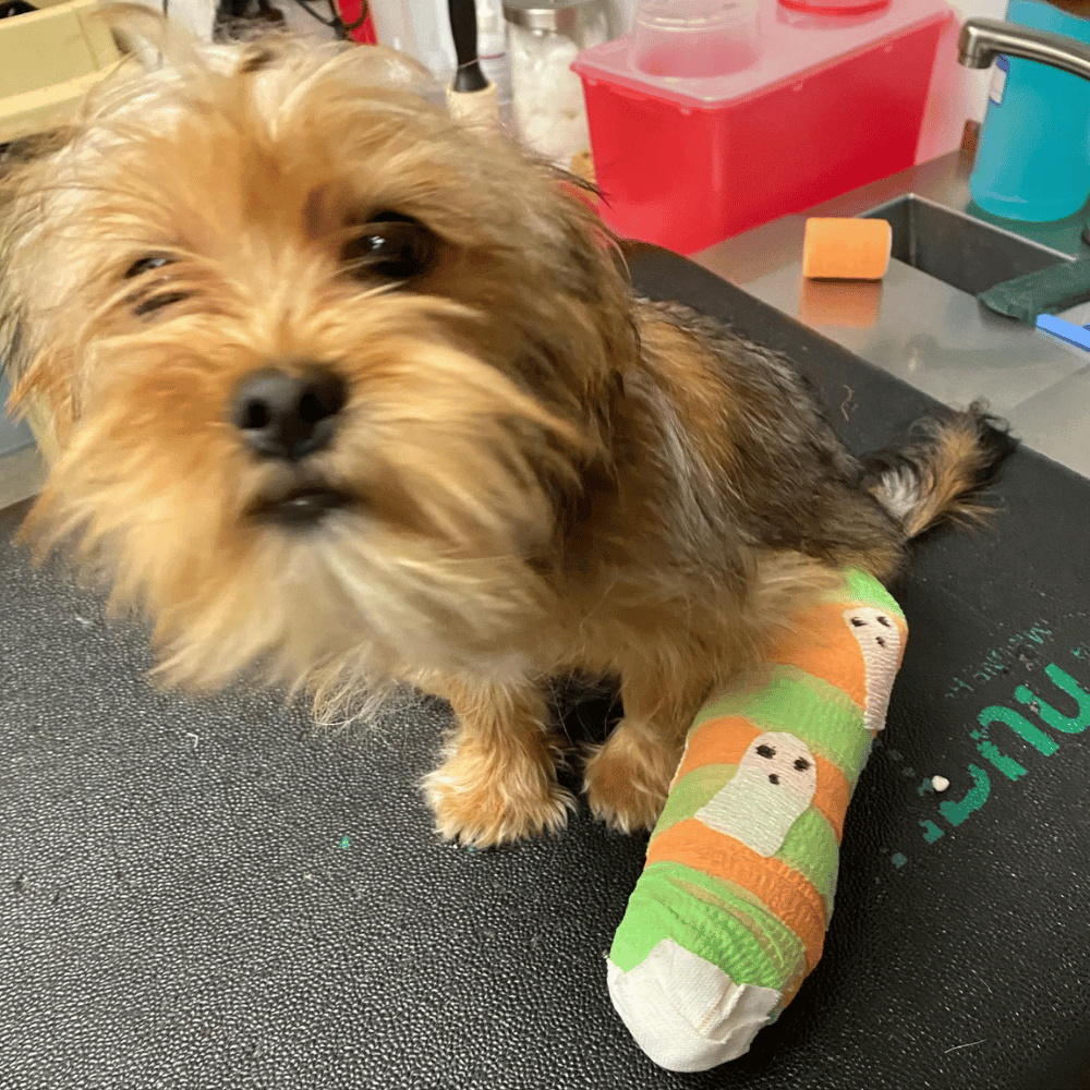 a dog with a broken leg