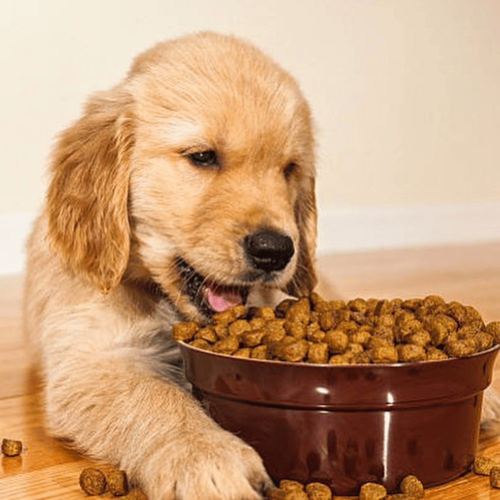 a puppy eating out of a bowl of food