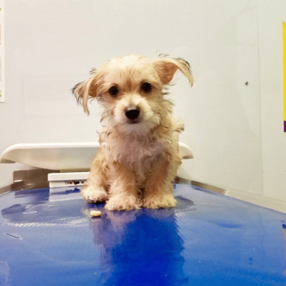 a small dog sitting on a blue table