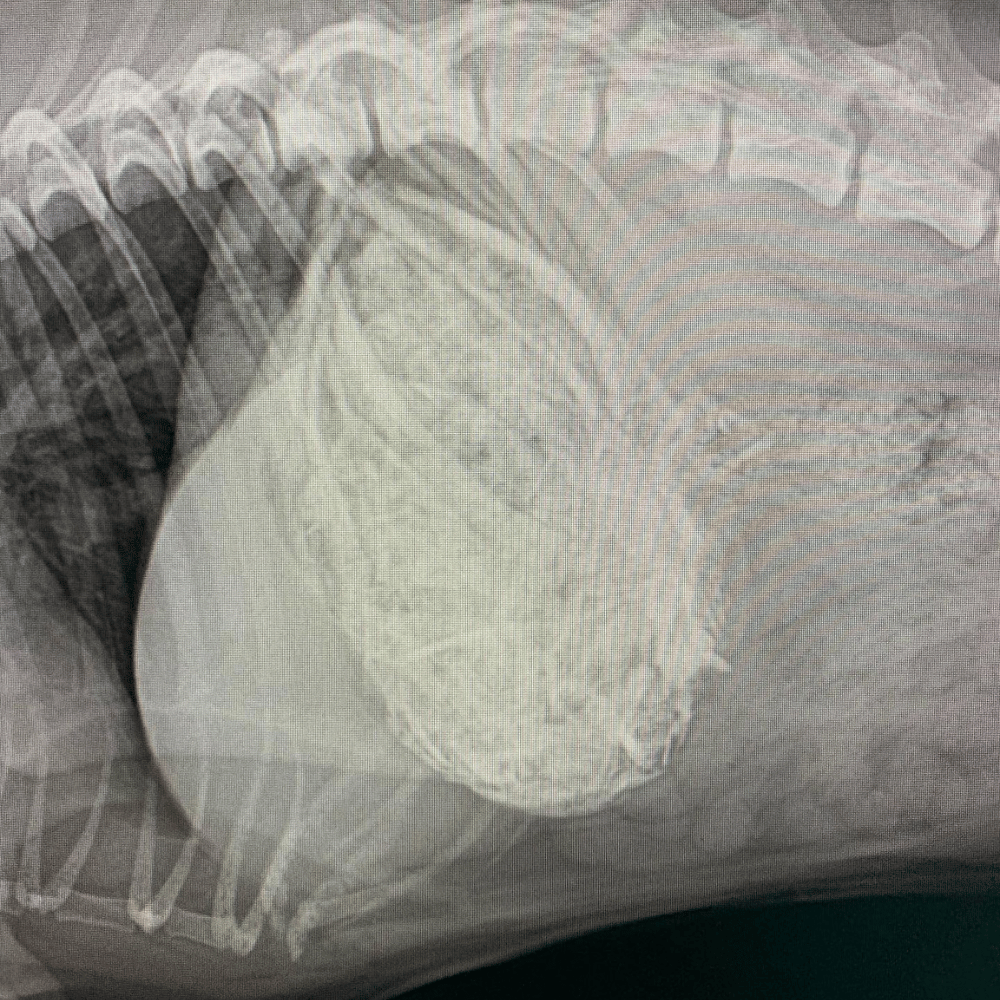 x-ray of a dog