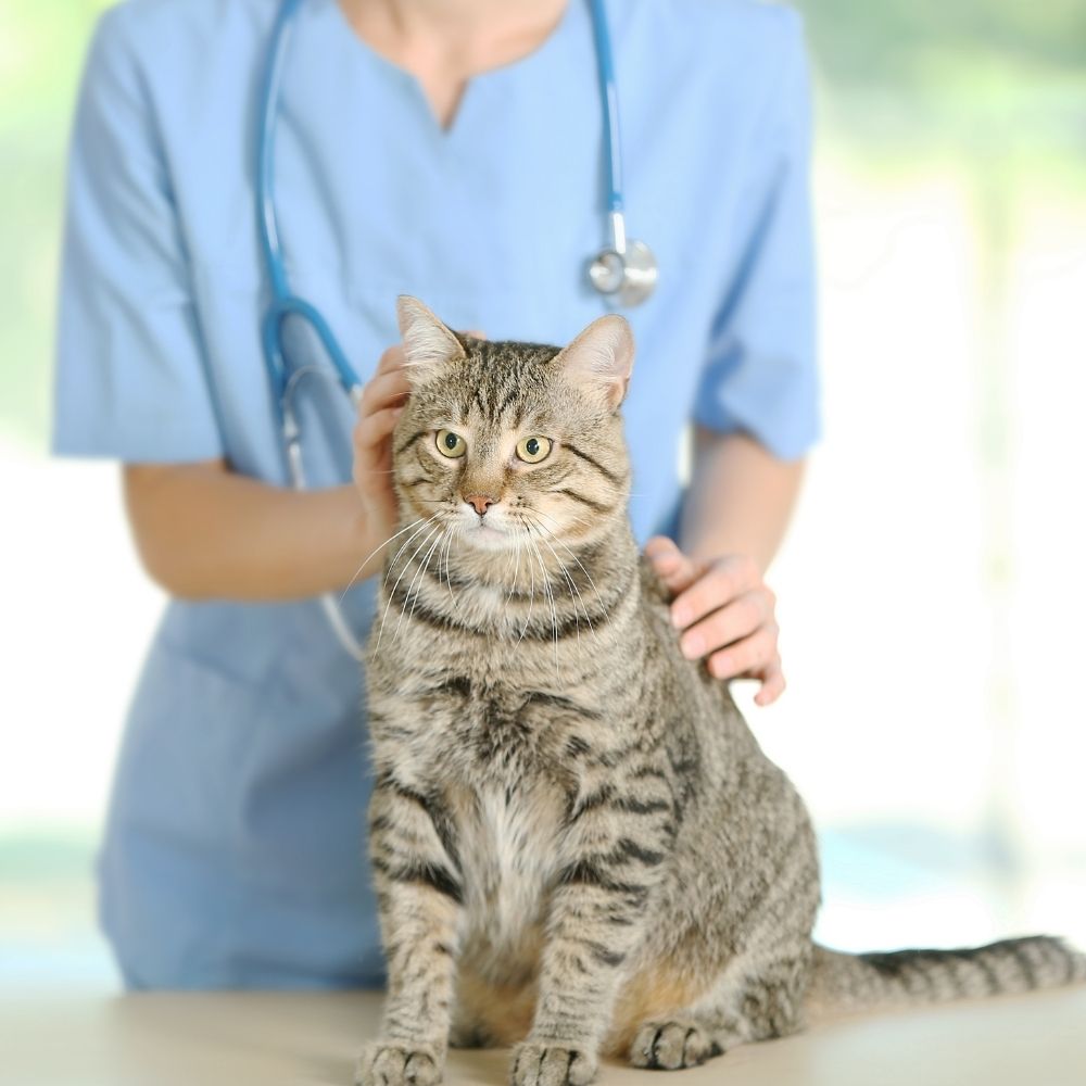 a veterinarian affectionately petting a cat