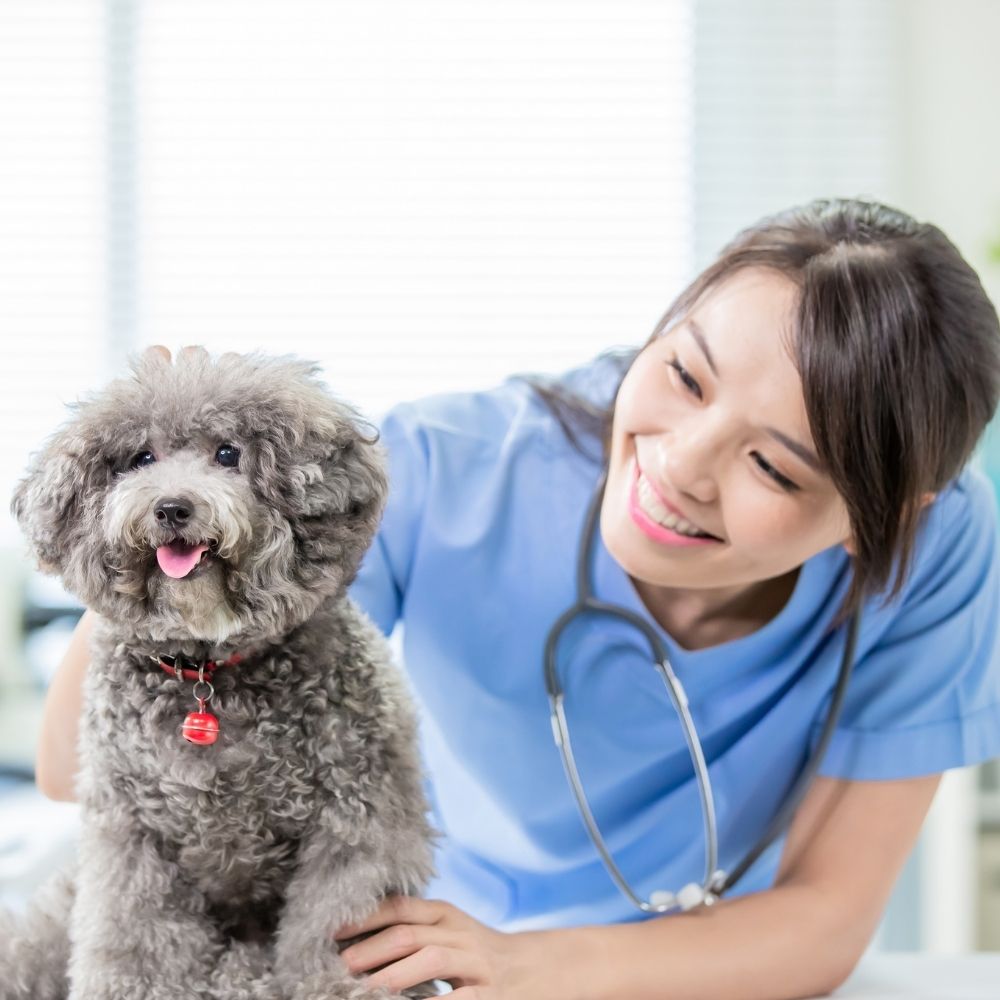 a veterinarian in a blue scrub suit is lovingly petting a dog