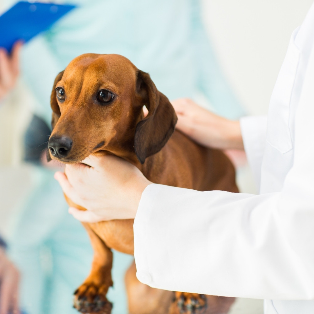a veterinarian examines a dog on an examination table