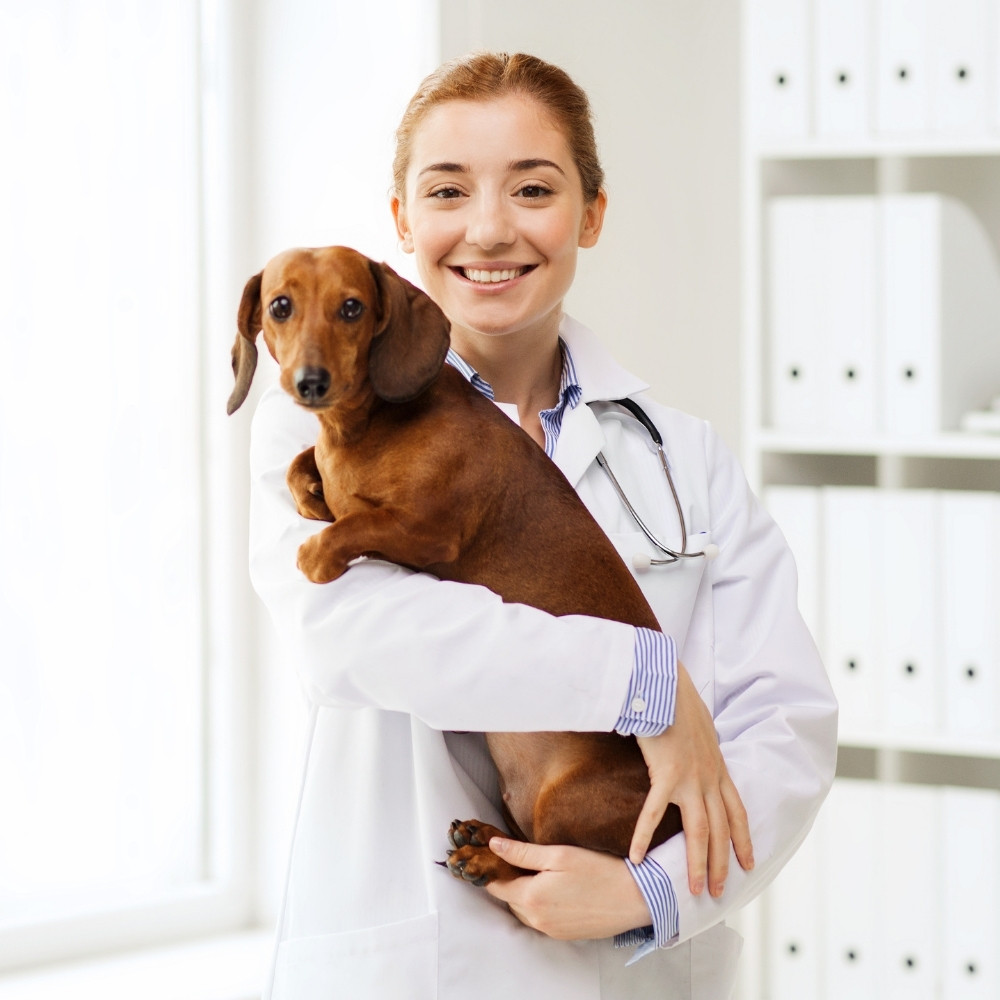 a veterinarian gently holds a small dog in her arms