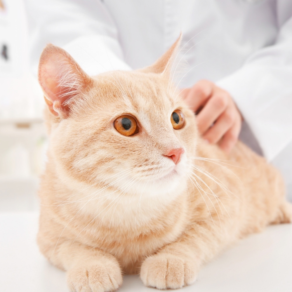 a cat is being examined by a veterinarian