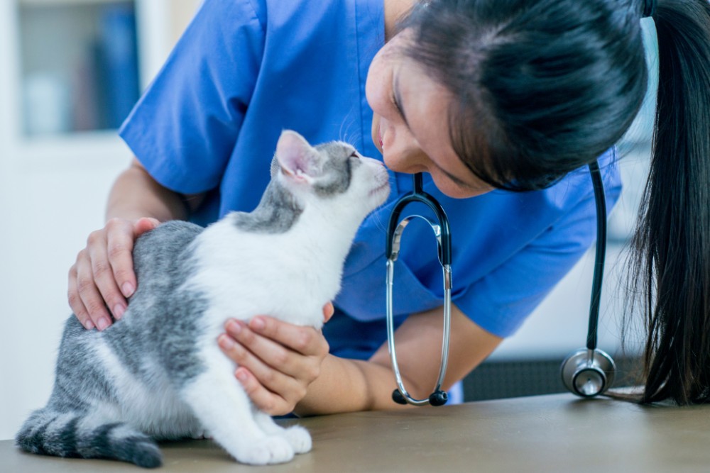 a veterinarian gently petting a cat