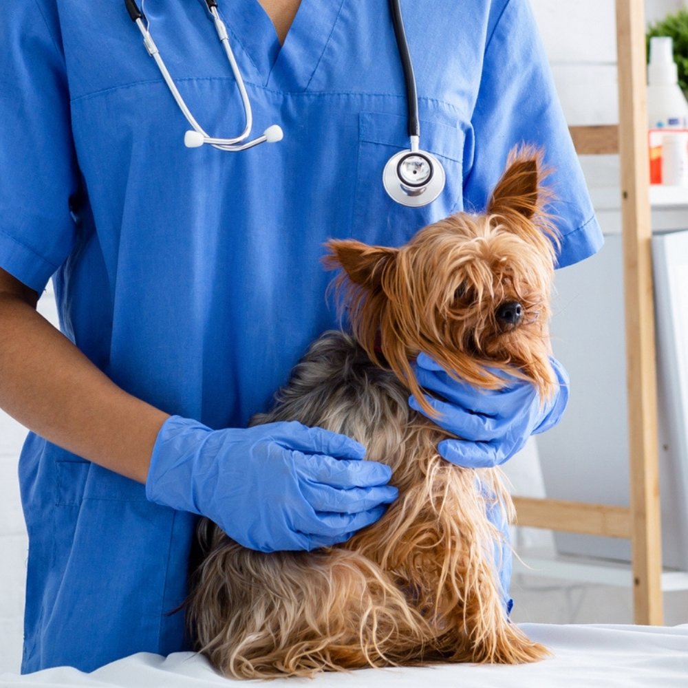 a veterinarian is gently holding a small dog