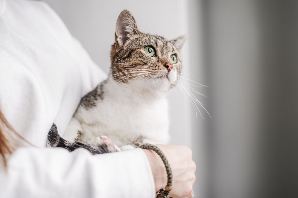 a veterinarian gently cradles a cat in her arms