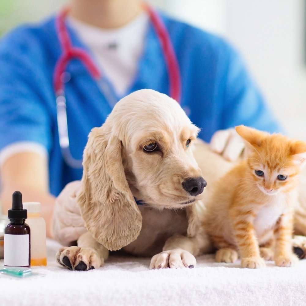 a dog and cat sit on a table while a veterinarian examines