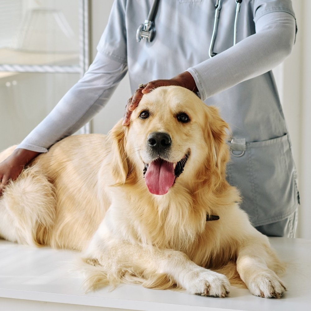 a veterinarian gently pets a golden retriever