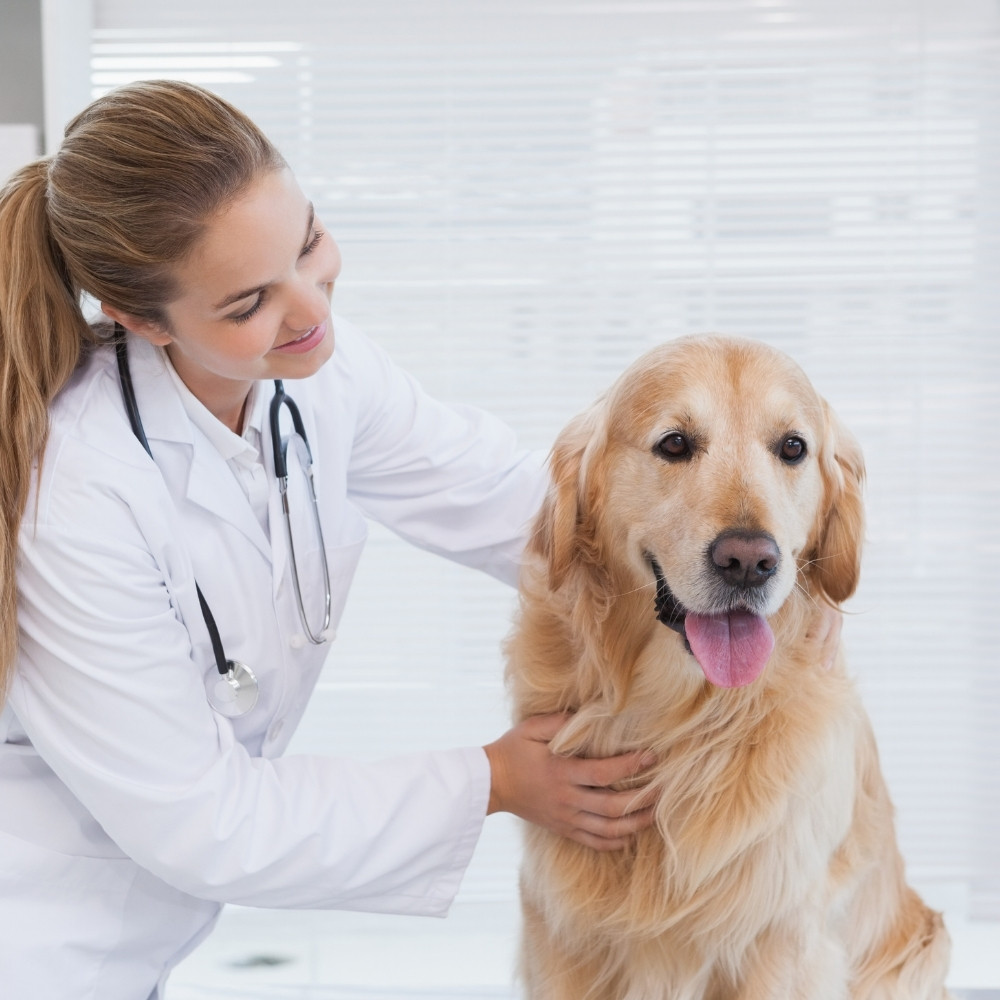 a veterinarian in a white coat interacts lovingly with a golden retriever