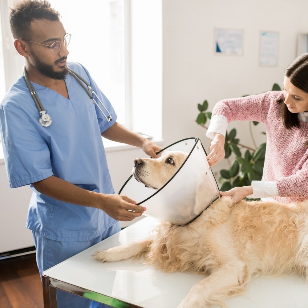 a veterinarian putting a surgery cone on a dog