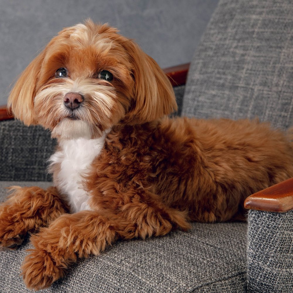A dog sitting on the couch